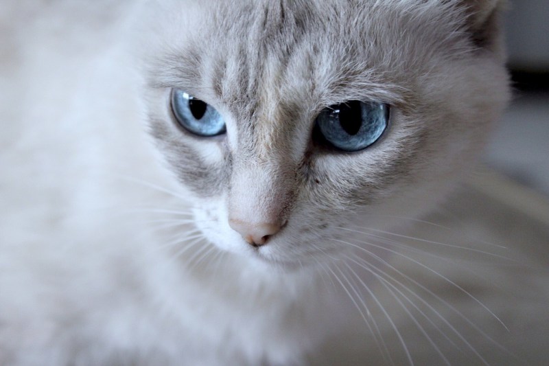 Голубоглазая кошка