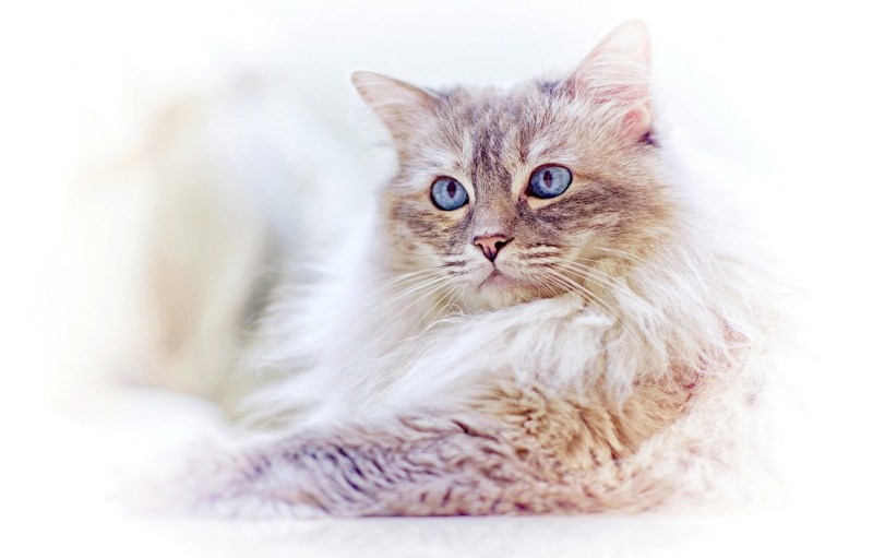 Котики светлые