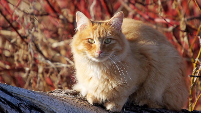 Светло рыжая кошка
