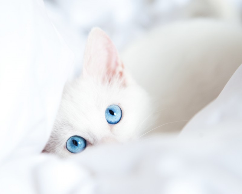 Кошка с голубыми глазами