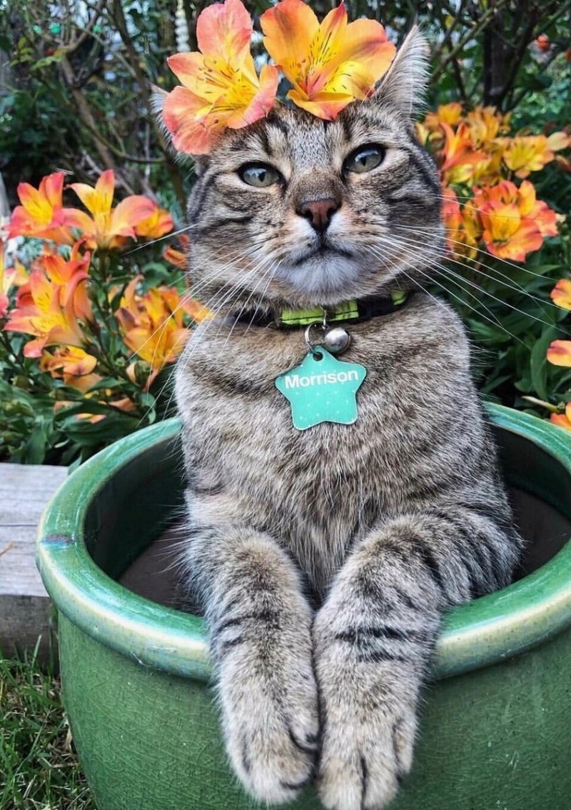 Смешной кот