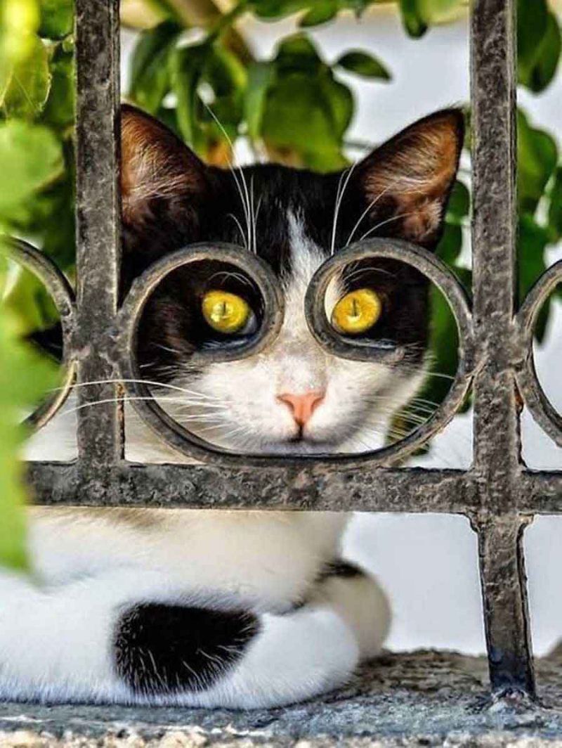 Любопытный кот