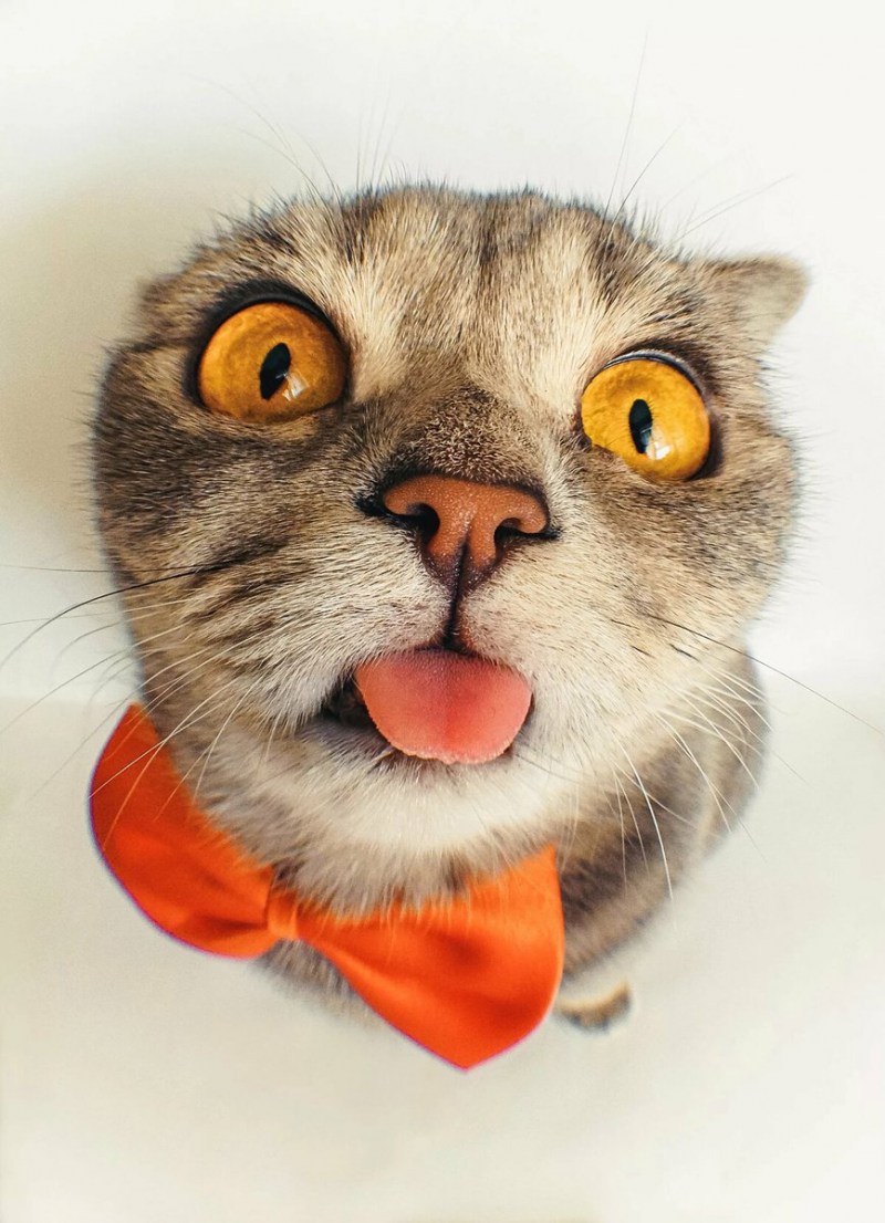 Смешные кошки