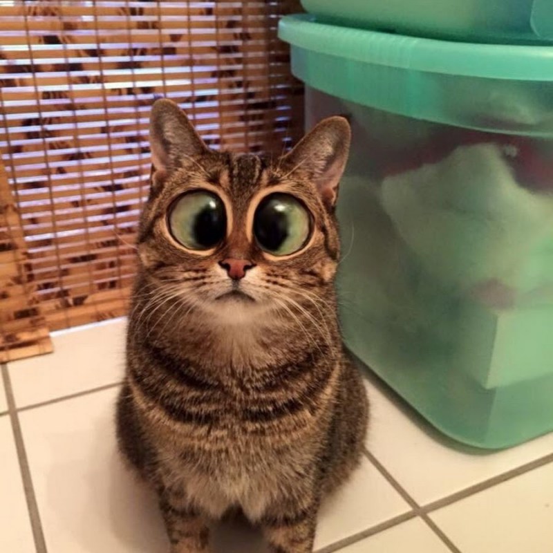 Котики приколы
