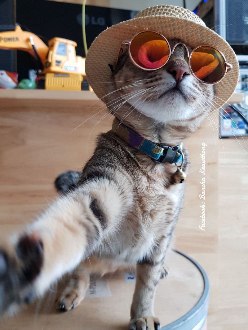 Прикольный кот
