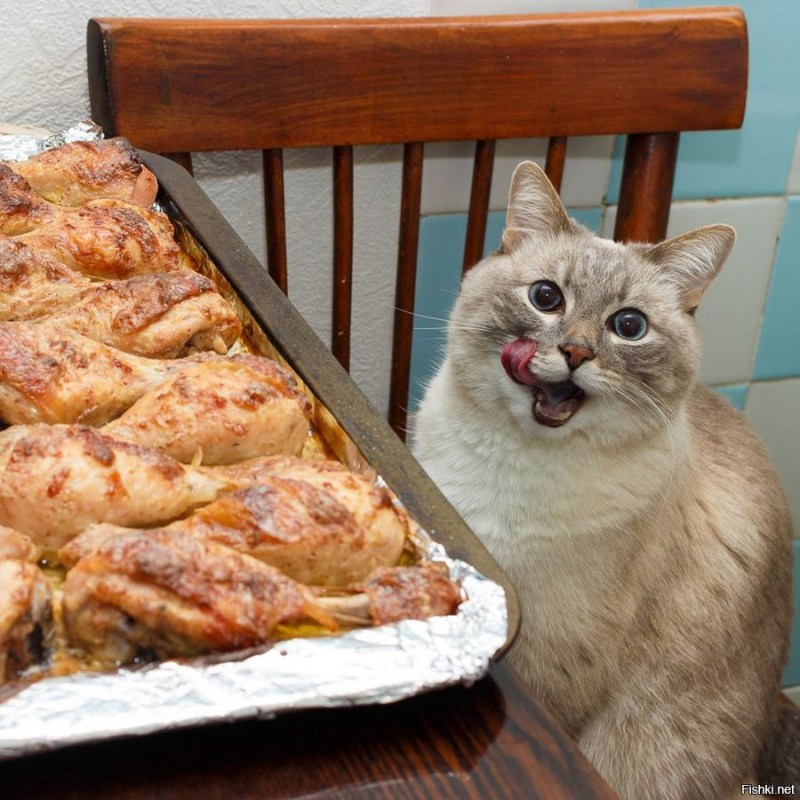 Коты и пирожки