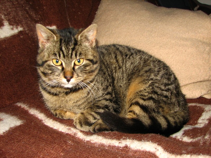 Сибирские коты табби