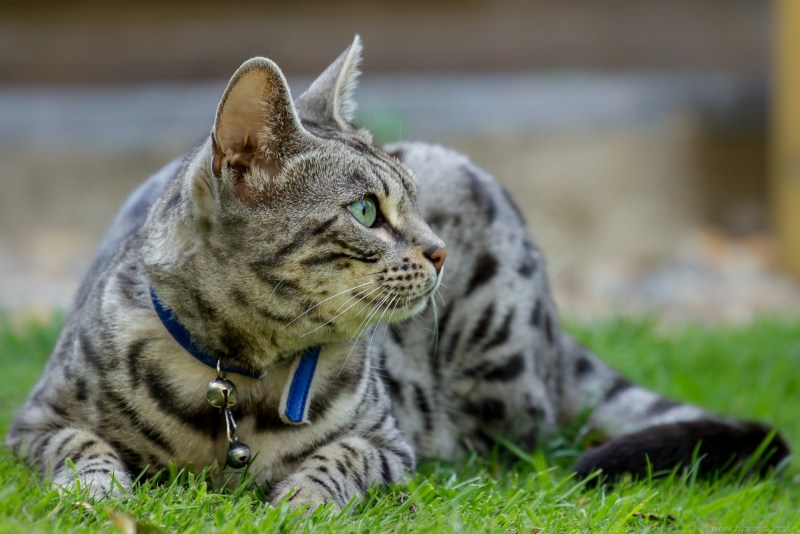Бенгальская кошка табби