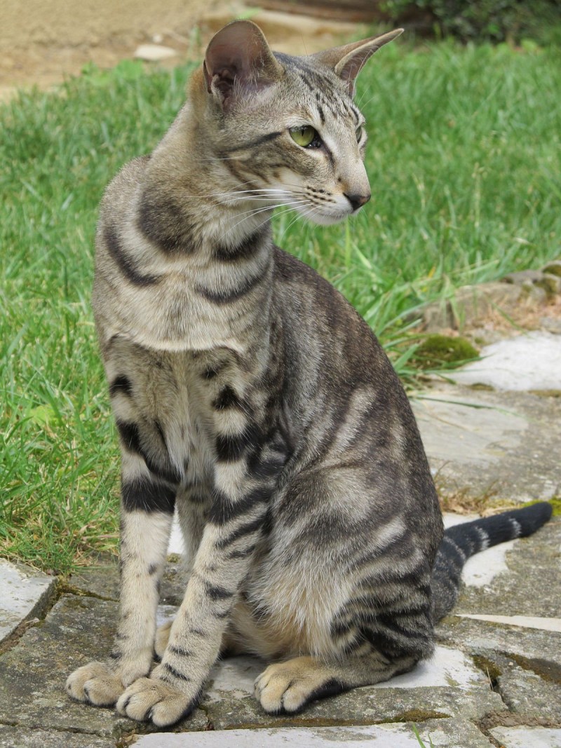 Сингапурская кошка