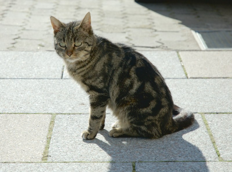 Кошка blotched tabby