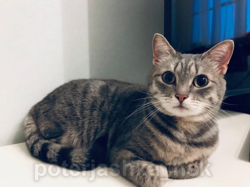 Кошка зеленоглазая Москва 42 года