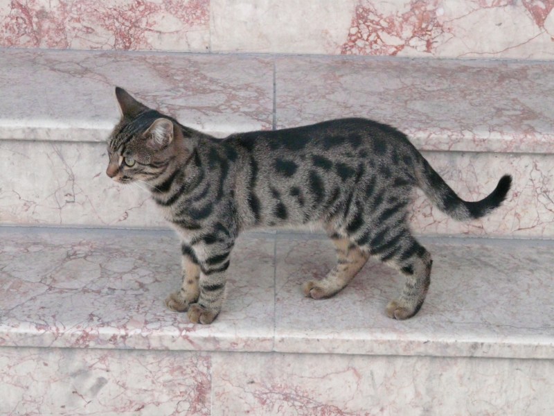 Агути табби
