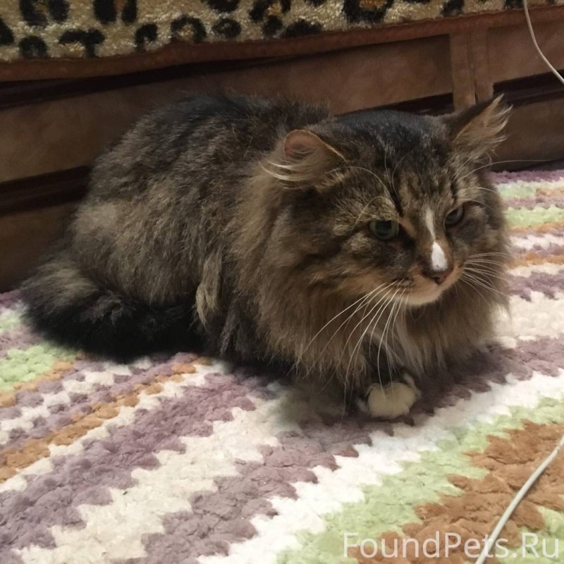 Сибирская кошка агути