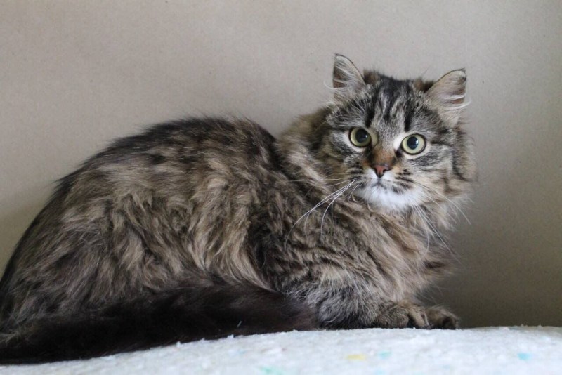 Сингапура кошка котята