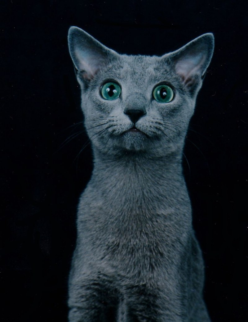 Голубая кошка Корат