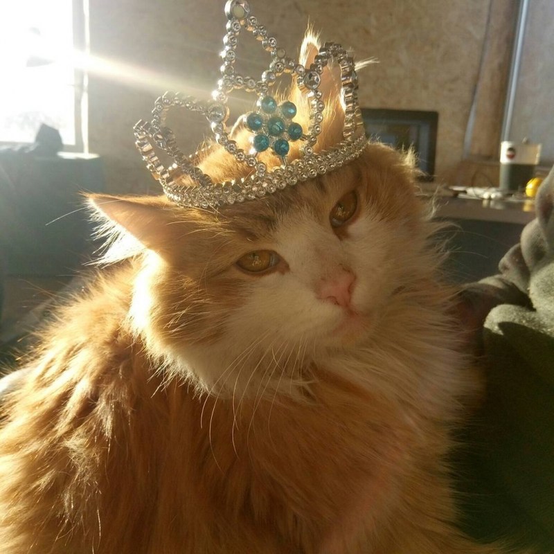 Кот царь