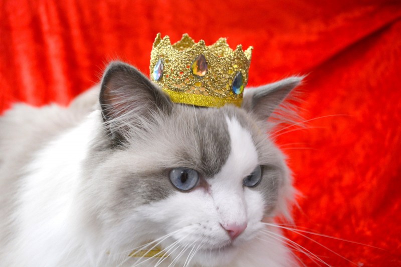 Королевские котята