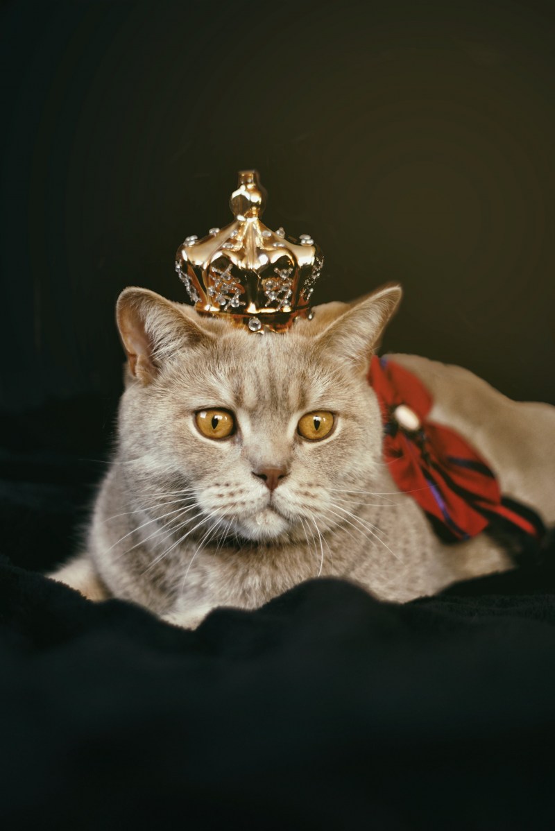 Британский кот с короной