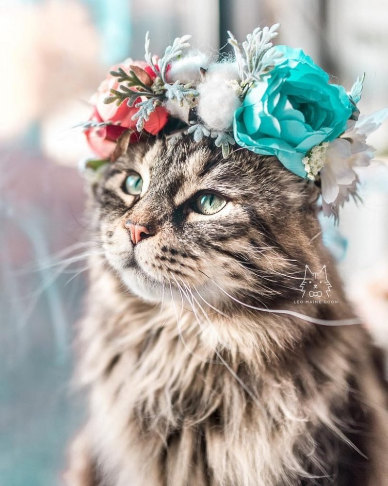 Котенок с короной