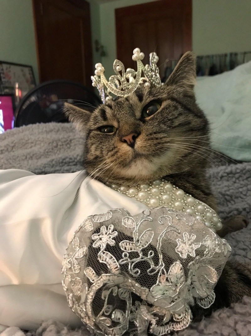 Кошечка с короной