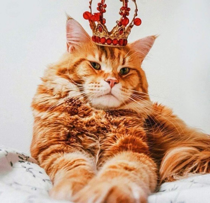 Кошка в короне