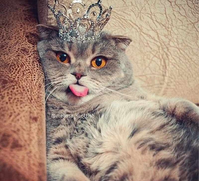 Коты в коронах
