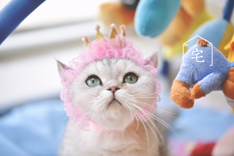 Кошка с короной на голове