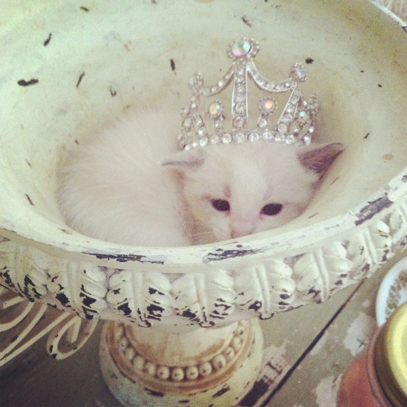 Котенок с короной