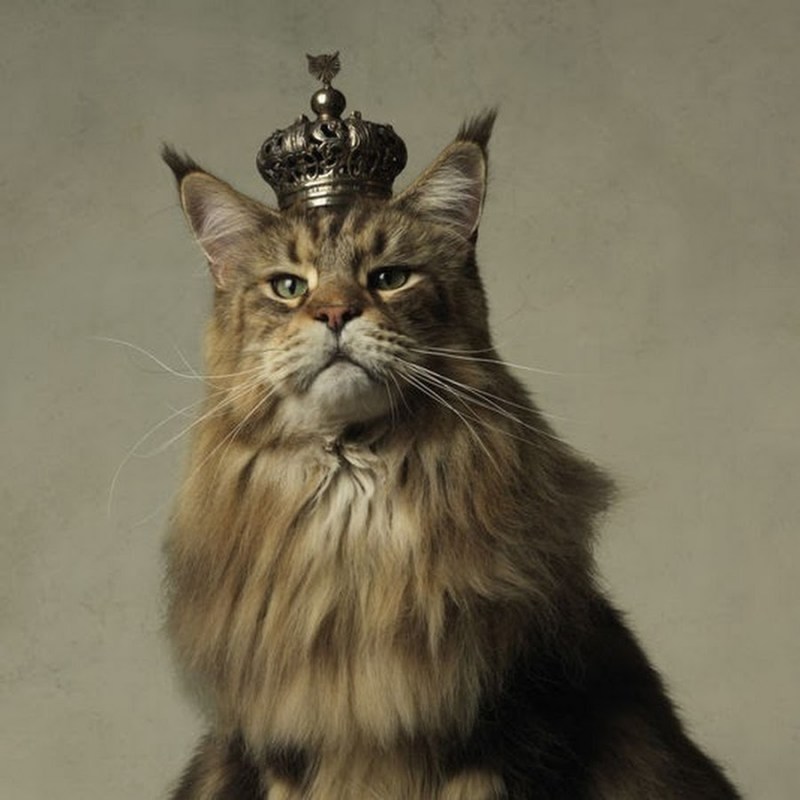 Marie Cecile Thijs коты