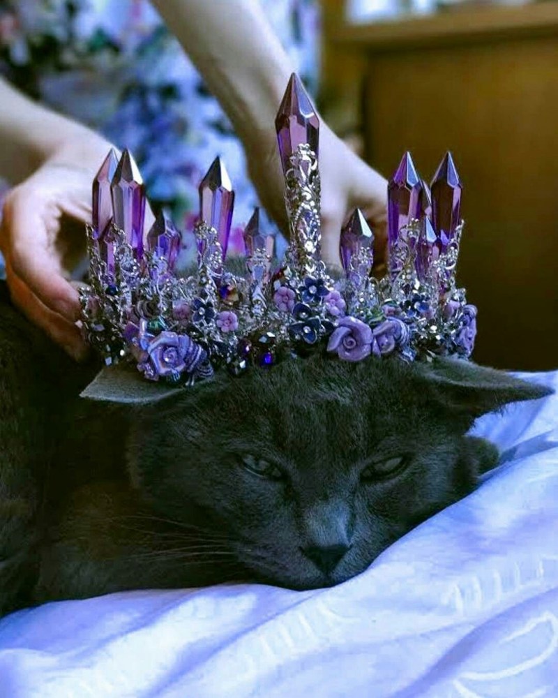 Кошечка с короной на голове