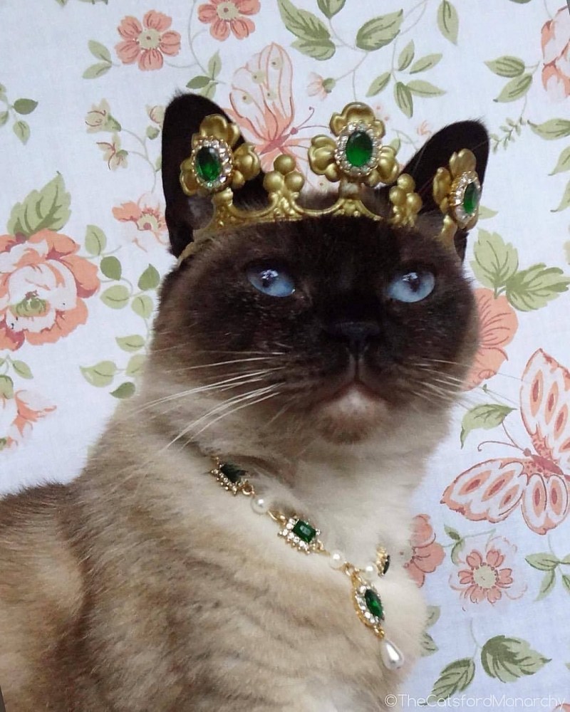 Сиамская кошка Королева