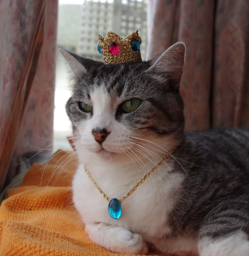 Буса кошка