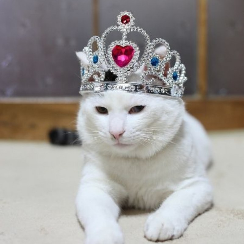 Котенок с короной