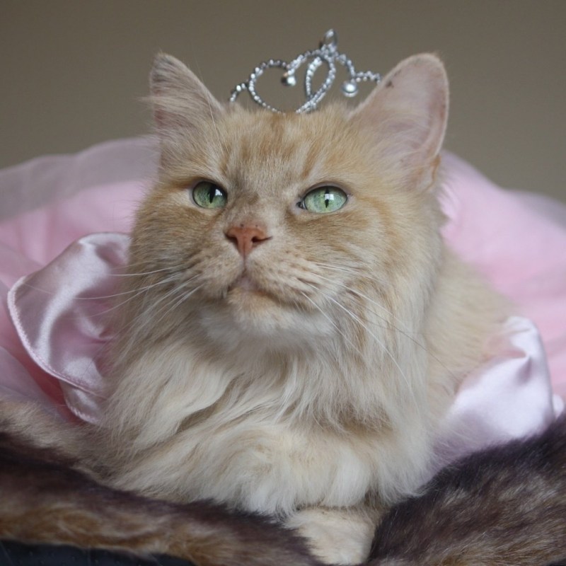 Котенок с короной