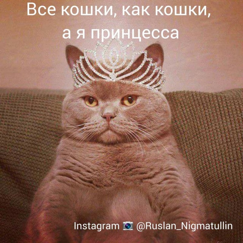 Британский кот с короной