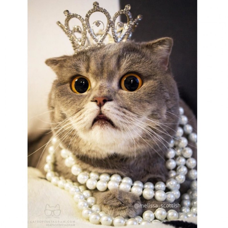 Котенок с короной