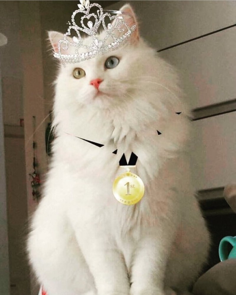 Пушистая кошка в короне