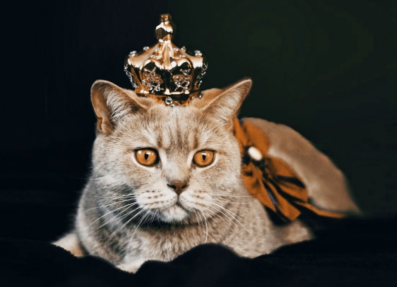 Кошка в короне