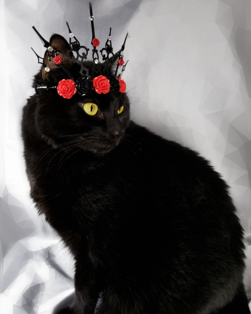 Черная кошка в короне