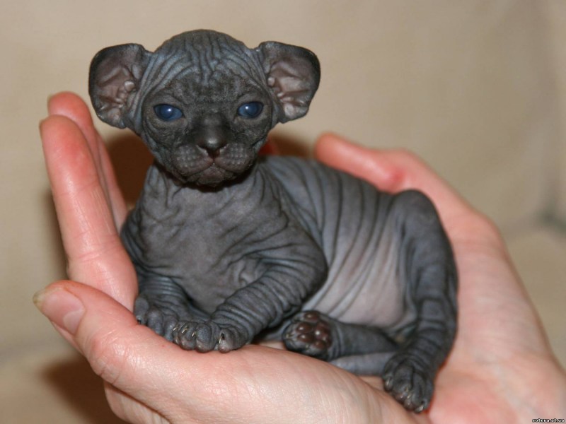 Корниш рекс кошка окрасы