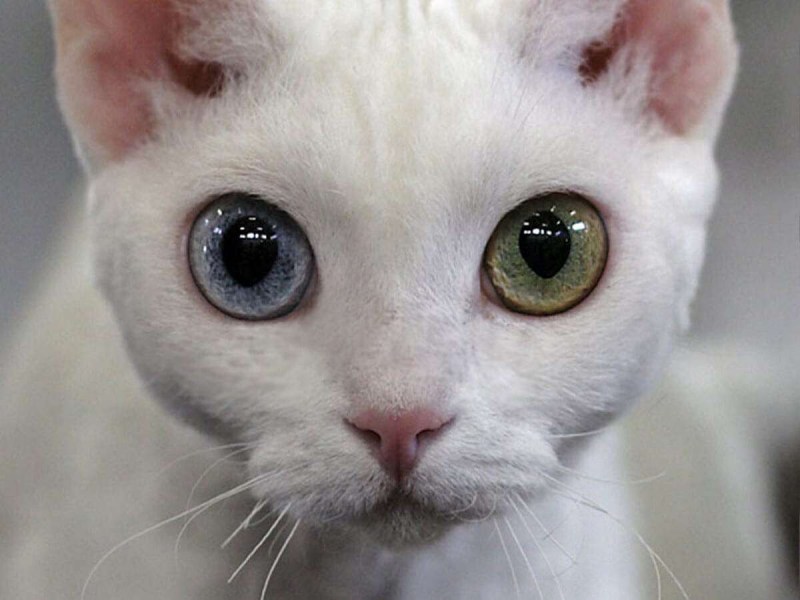 Котенок из Войлока
