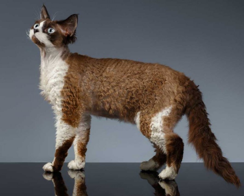 Голландский рекс кошка