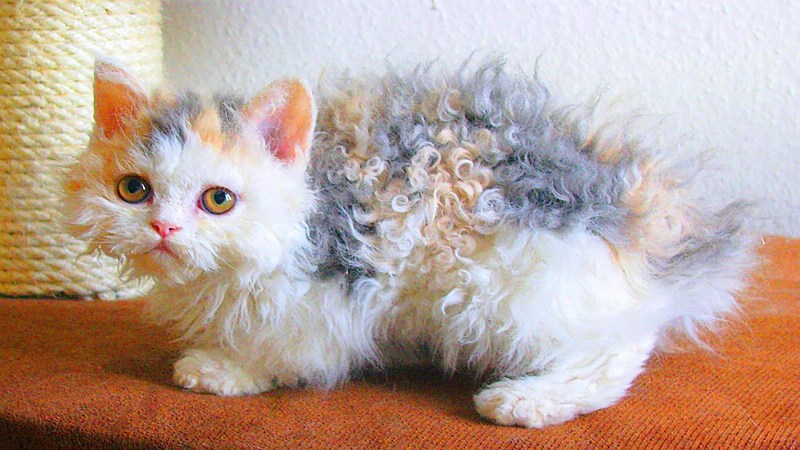 Абиссинская кошка тигровая