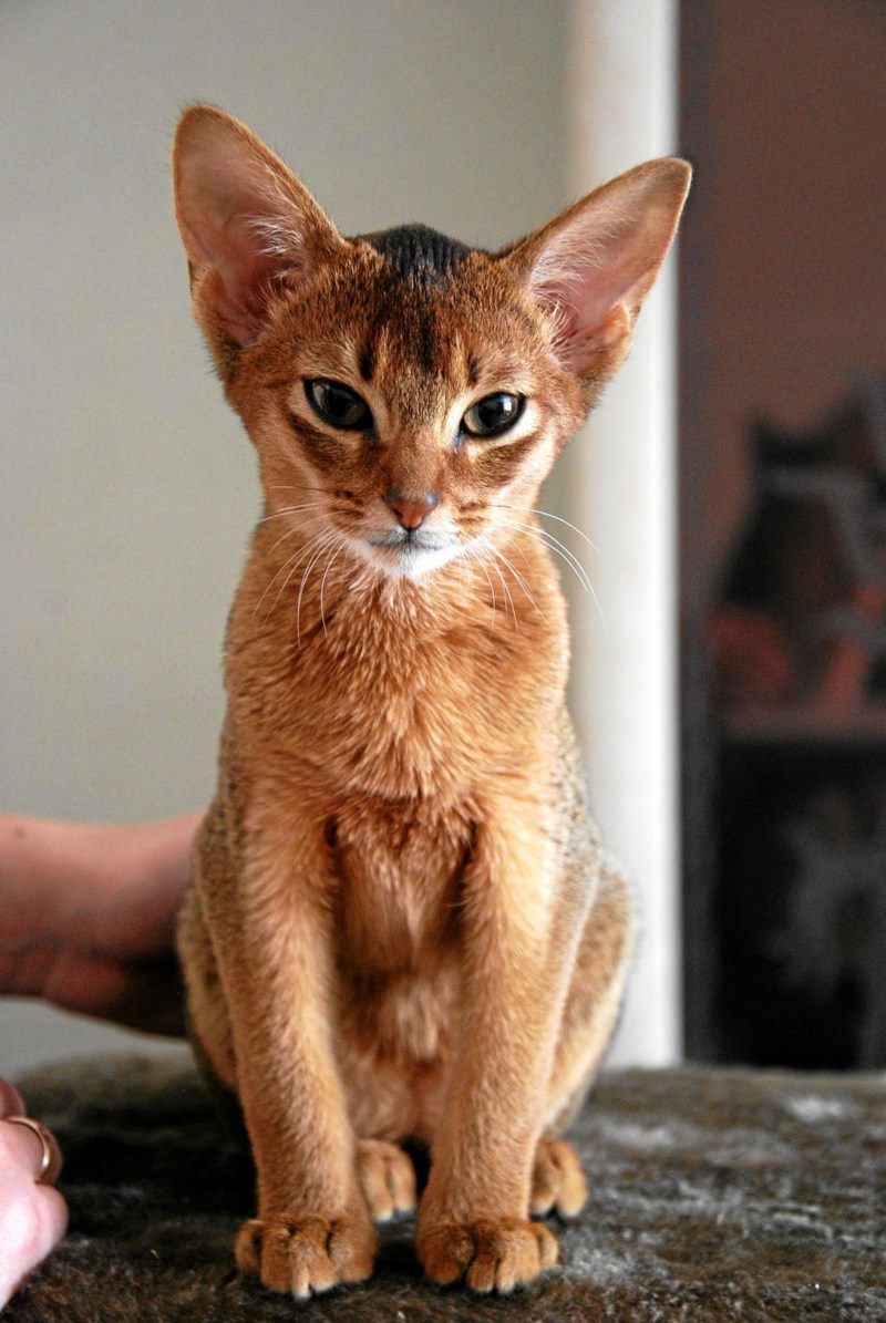 Сфинкс кошка серая