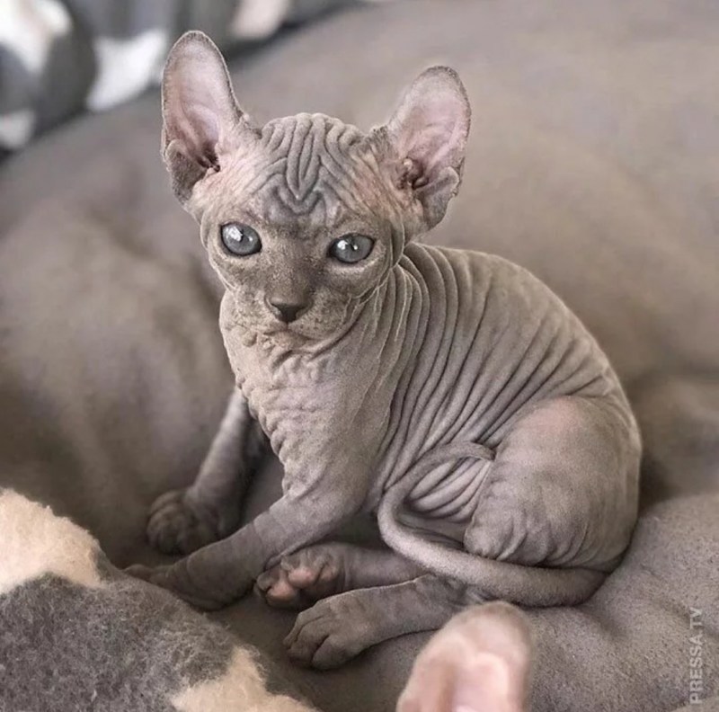 Коты породы сфинкс