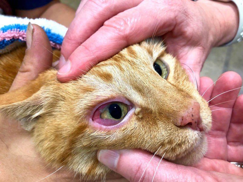 Катаральный конъюнктивит у кота