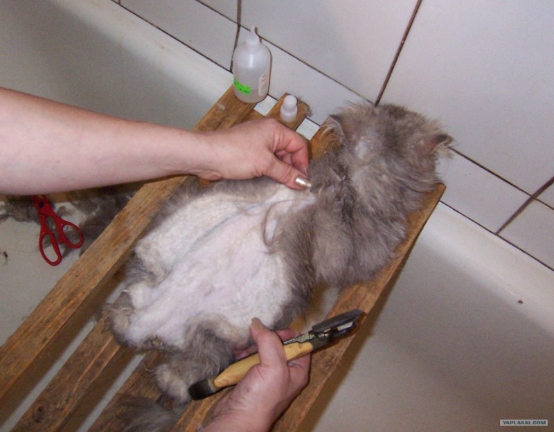 Подстричь кота ножницами