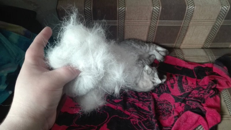 Кот выплёвывает комок шерсти
