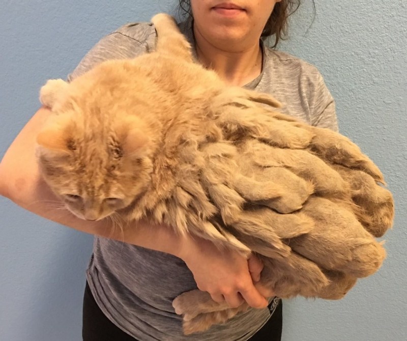 Свалявшаяся шерсть у кошки