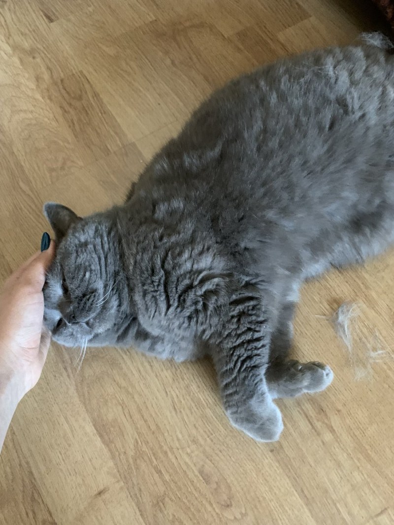 Кошка с которой много шерсти